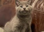 Vinnie - Domestic Kitten For Sale - Westfield, MA, US