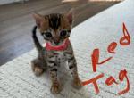 Anastasia Litter - Bengal Kitten For Sale - Harrisburg, PA, US