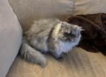 SALE PENDING Mini Minge Bug - Persian Kitten For Sale - Bangor, ME, US