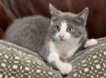 Big Tony - Domestic Kitten For Sale - Westfield, MA, US