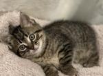 Foxy - Domestic Kitten For Sale - Westfield, MA, US