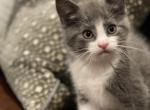 Stiletto - Domestic Kitten For Sale - Westfield, MA, US