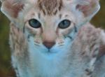 Tava - Oriental Kitten For Sale - Springfield, MO, US