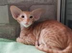 Magnit - Oriental Kitten For Sale - Norwalk, CT, US