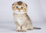 Azalia golden ticked chinchila scottish fold girl - Scottish Fold Kitten For Sale - CA, US