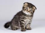 Black tiger Ilosse tabby scottish fold boy - Scottish Fold Kitten For Sale - CA, US