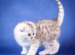 Bella Snow bars scottish fold silver tabby girl - Scottish Fold Kitten For Sale - CA, US