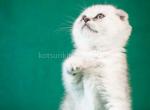 Daniel snow bars scottish fold silver baby boy - Scottish Fold Kitten For Sale - CA, US