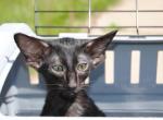 Morticia - Oriental Kitten For Sale - Minneapolis, MN, US