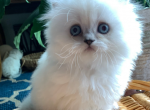 Melody - Scottish Straight Kitten For Sale - Chicago, IL, US