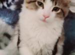 Daisy - Norwegian Forest Kitten For Sale - 