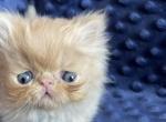 Tan Persian - Persian Kitten For Sale - Clarksville, TN, US