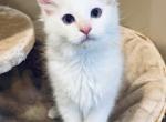Caesar - Ragdoll Kitten For Sale - Saint Clair, MI, US