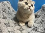 Mila - Scottish Fold Kitten For Sale - Renton, WA, US