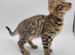 Sweet little boy - Bengal Kitten For Sale - Christmas, FL, US