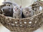 Scottish Fold & Straight Kittens - Scottish Fold Kitten For Sale - 