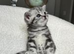 Felix - British Shorthair Kitten For Sale - Battle Ground, WA, US