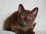 Vinson - Burmese Kitten For Sale - Norwalk, CT, US