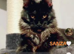 Black Smoke litter here - Maine Coon Kitten For Sale - East Taunton, MA, US