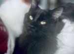 Vanessa has a litter born this June - Maine Coon Kitten For Sale - East Taunton, MA, US