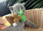 Love - British Shorthair Kitten For Sale - Columbus, OH, US