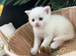 Yolo - British Shorthair Kitten For Sale - Columbus, OH, US