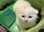 Blue - Scottish Fold Kitten For Sale - Columbus, OH, US