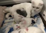 Blue - Scottish Fold Kitten For Sale - 