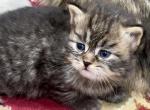 Sib Litter R - Siberian Kitten For Sale - White Plains, NY, US
