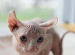 Female sphynx kitten - Sphynx Kitten For Sale - 