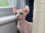 Sphynx kitten ON HOLD - Sphynx Kitten For Sale - 