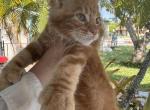 Apricot - Maine Coon Kitten For Sale - Hollywood, FL, US