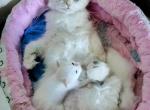 Willow - Birman Kitten For Sale
