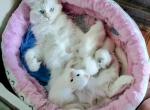Maple - Birman Kitten For Sale
