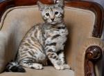 Angelina Torbie SBT - Bengal Kitten For Sale - Columbus, WI, US