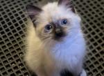 Rumor - Ragdoll Kitten For Sale - Chambersburg, PA, US