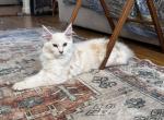 Primo - Maine Coon Kitten For Sale - Whitestone, NY, US