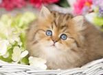 Golden Kittens for sale - Persian Kitten For Sale - Unionville, MO, US