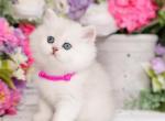 Doll Face Persian Kittens Starfire - Persian Kitten For Sale - Unionville, MO, US