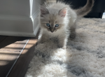 Lavender - Siberian Kitten For Sale - Ellicott City, MD, US