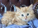 Maple - Siberian Kitten For Sale - Port Murray, NJ, US