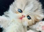 Pearl - Persian Kitten For Sale - West Palm Beach, FL, US
