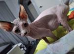 Abi - Sphynx Kitten For Sale - New York, NY, US