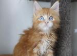 Unique - Maine Coon Kitten For Sale - NY, US