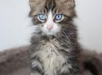 Diamond - Maine Coon Kitten For Sale - NY, US