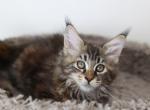 Vanessa - Maine Coon Kitten For Sale - NY, US