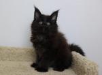 Wise - Maine Coon Kitten For Sale - NY, US