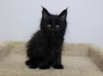 Mars - Maine Coon Kitten For Sale - NY, US