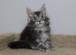 Troy - Maine Coon Kitten For Sale - NY, US