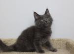 Adonis - Maine Coon Kitten For Sale - NY, US